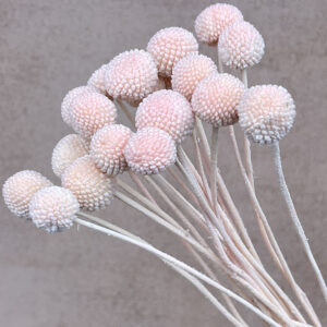 Craspedia, Pale Blush, Dried (Billy Buttons) 50cm