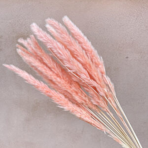 Mini Pampas, Blush Peach, Dried (Tail Reed) 70cm