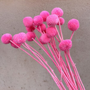 Craspedia, Hot Pink, Dried (Billy Buttons) 55cm
