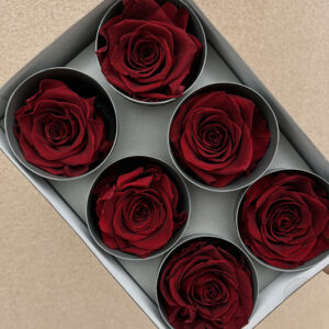 Roses, Burgundy Dark Red, Preserved, x6 blooms, 5cm (Verdissimo®)