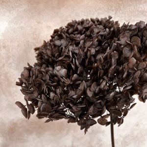 Hydrangea Annabelle, Preserved, Ebony Brown, 50cm