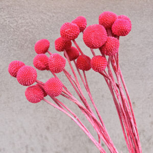Craspedia, Light Red, Dried (Billy Buttons) 55cm