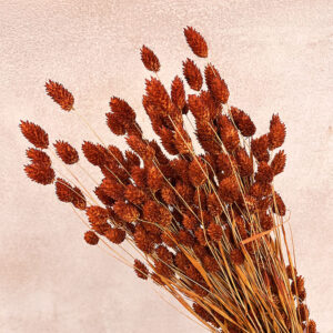 Phalaris, Rust, Dried (Canary Grass) 200g 70cm