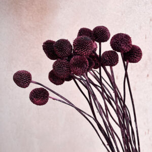 Craspedia, Burgundy, Dried (Billy Buttons) 55cm