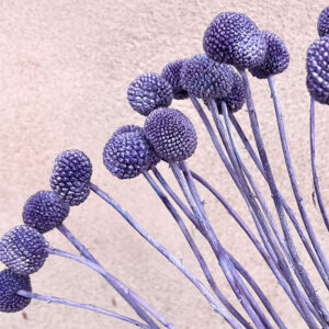 Craspedia, Dusky Mauve, Dried (Billy Buttons) 55cm