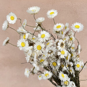 Acroclinium Daisy, Natural White and Yellow, Dried (Sun-Ray Daisies) 50cm
