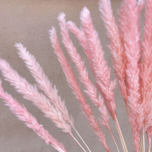 Mini Pampas, Soft Pink, Dried (Tail Reed) 80cm