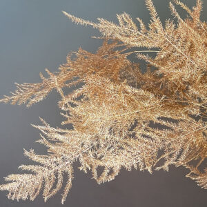 Cascading Lace Ferns, Metallic Gold, Dried (Asparagus setaceus) 45cm