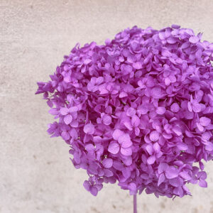 Hydrangea Annabelle, Light Purple, Preserved, 50cm