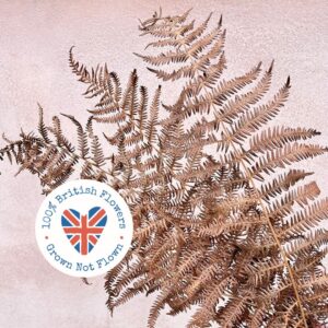 Bracken Fern, Natural Copper Brown, Dried, 30-50cm