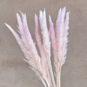 Mini Pampas, Pale Pink, Dried (Tail Reed) 55cm