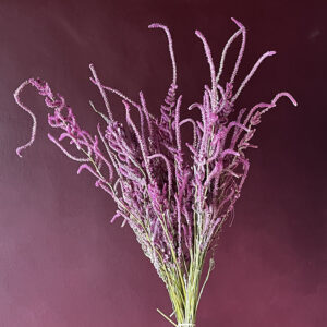 Pink Pokers, Natural Cerise, Dried (Limonium Suworowii) 60cm