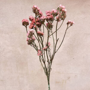 Statice sinuata, Salmon Pink, Dried, 20-40cm