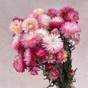 Helichrysum, Natural Pinks, Dried (Strawflowers) 60cm