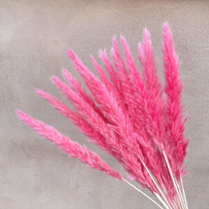 Mini Pampas, Hot Pink, Dried (Tail Reed) 55cm