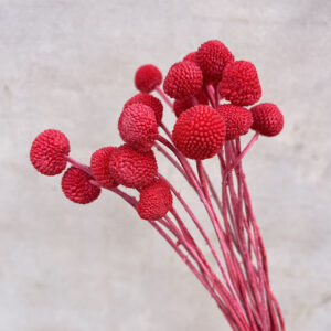 Craspedia, Red, Dried (Billy Buttons) 55cm