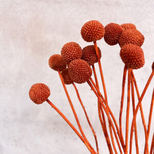 Craspedia, Terracotta, Dried (Billy Buttons) 55cm