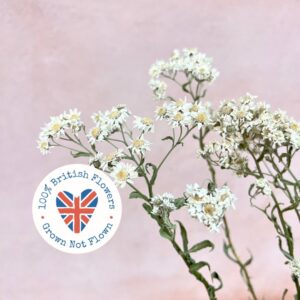 Achillea ptarmica, Natural White, Dried (White Tansy) 50-70cm