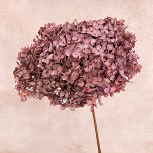 Hydrangea Annabelle, Preserved, Dusky Brown, 50cm