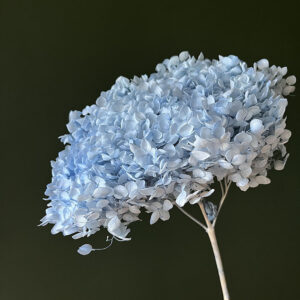 Hydrangea Annabelle, Pale Blue, Preserved, 50cm