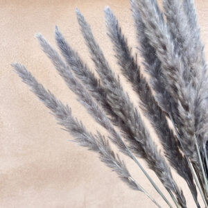 Mini Pampas, Grey, Dried (Tail Reed) 70cm