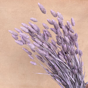 Phalaris, Misty Lilac, Dried (Canary Grass) 200g 70cm
