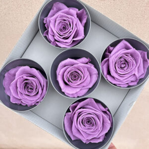 Roses, Vintage Lilac, Preserved, x5 blooms, 7cm (Verdissimo®)