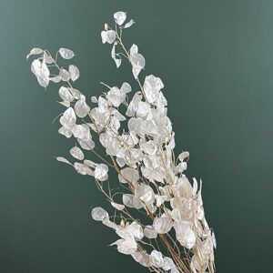 Honesty, Natural, Dried (Lunaria) up to 70cm