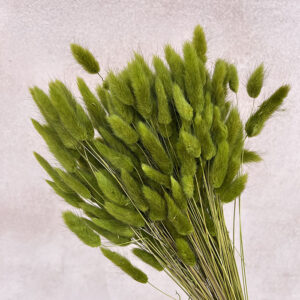 Lagurus Grass, Olive Green, Dried (Bunny Tails) 50-70cm 100g