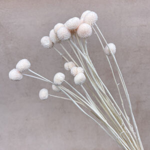 Craspedia, Blush Peach, Dried (Billy Buttons) 50cm