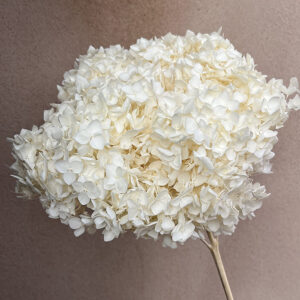 Hydrangea Annabelle, Creamy White, Preserved, 50cm