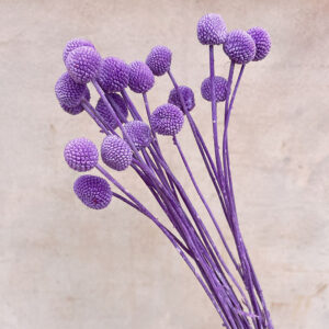 Craspedia, Lilac Plum, Dried (Billy Buttons) 55cm