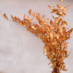 Soft Italian Ruscus, Amber Glow, Preserved, 50-90cm