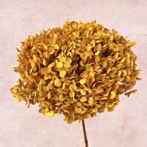 Hydrangea Annabelle, Preserved, Autumn Yellow, 50cm