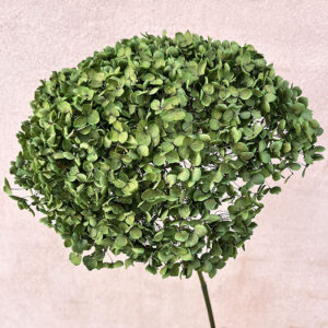 Hydrangea Annabelle, Deep Green, Preserved, 50cm