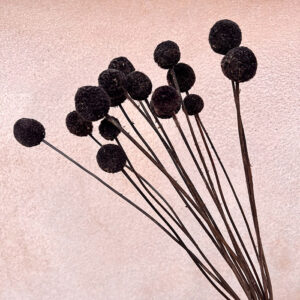 Craspedia, Brown Black, Dried (Billy Buttons) 50cm