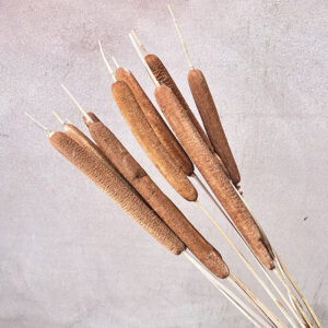 Typha Reeds, Natural Brown, Dried (Large Bulrushes) 80cm