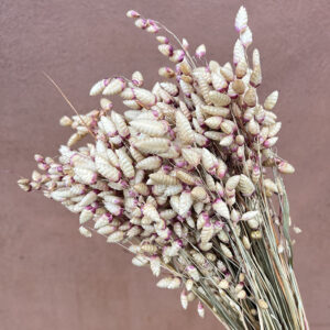 Briza Maxima, Natural Hues, Dried (Greater Quaking Grass) 50cm