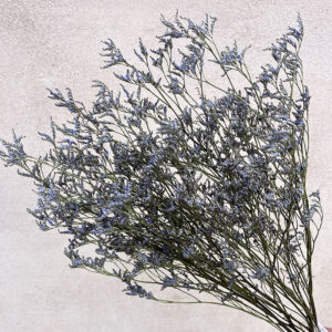 Limonium sinensis. Natural Dark Blue, Dried (Sea Lavender) 70cm