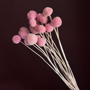 Craspedia, Light Pink, Dried (Billy Buttons) 50cm