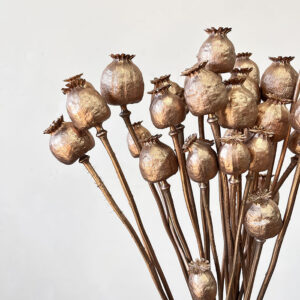 Poppy Seed Pods, Warm Gold, Dried (Papaver) 60cm