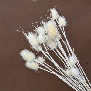 Teasels, Bleached White, Dried, 60cm