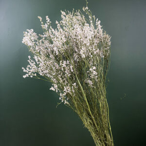 Limonium Sinensis, Natural White, Dried, 80cm