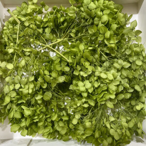 Hydrangea, Preserved Florets up to 10cm – Olive Green