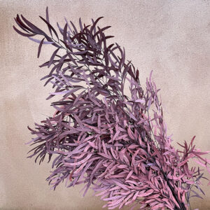 Eucalyptus Nicholii, Burgundy, Preserved, 65cm