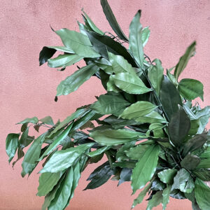 Cocculus Greenery, Preserved, 50-75cm
