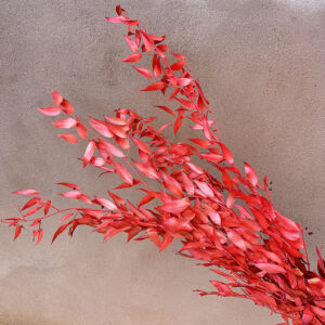 Soft Italian Ruscus, Orange Red, Preserved, 50-90cm