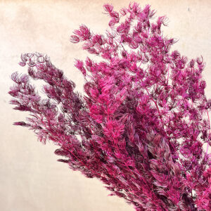 Ming Ferns, Magenta, Preserved (Asparagus macowanii) 50cm