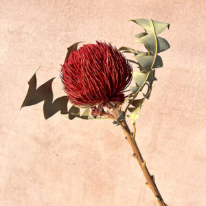 Banksia Baxteri, Red, Dried, 25-35cm