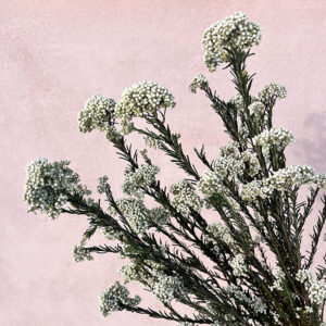 Rice Flower, White Green, Preserved (Ozothamnus) 70cm
